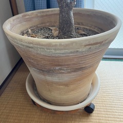 植木鉢 観葉植物用 室内の画像