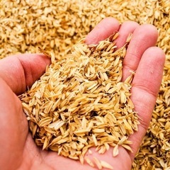 籾殻が欲しいです