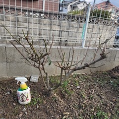 バラ苗 デルバール レイモンブラン  病気に強いピンク品種　薔薇　鉢　苗 の画像