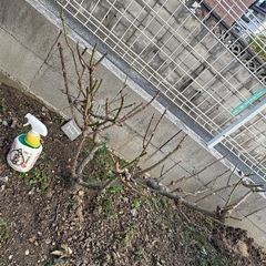 バラ苗 デルバール レイモンブラン  病気に強いピンク品種　薔薇　鉢　苗 の画像