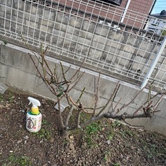 バラ苗 デルバール レイモンブラン  病気に強いピンク品種　薔薇　鉢　苗 の画像