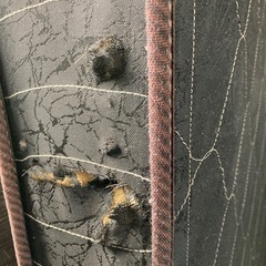 ダブルベッドのマットレス 黒 TOYOTA バネスプリングの画像