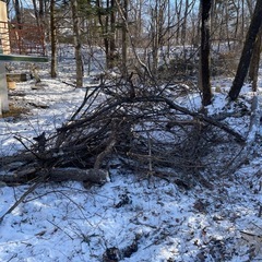 切った木の画像