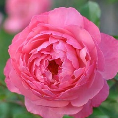 バラ苗 デルバール レイモンブラン  病気に強いピンク品種　薔薇　鉢　苗 の画像