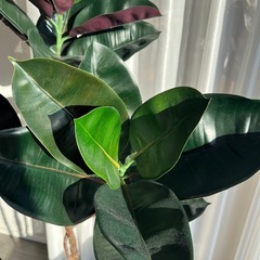 フェイクグリーン 人工観葉植物 大型 の画像