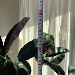 フェイクグリーン 人工観葉植物 大型 の画像