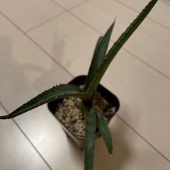 アガベの画像