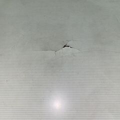 テーブル・机の画像