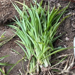 オリヅルラン　青　①　の画像