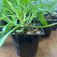 花の苗　16個②　何が咲くかお楽しみ！の画像