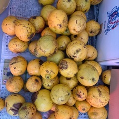 花梨（かりん）の画像