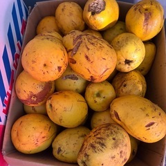 花梨（かりん）の画像