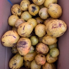 花梨（かりん）の画像