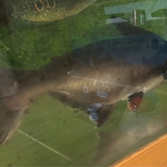 パールン60cmくらいの画像