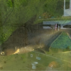 パールン60cmくらいの画像