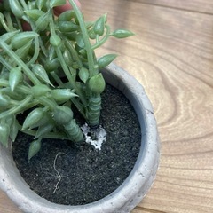 ニトリ オブジェ おまとめの画像