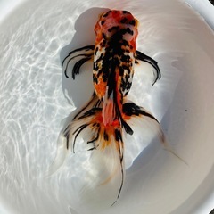 金魚、東錦　28センチ前後の画像