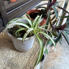 植物2点🪴の画像