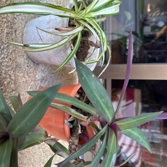 植物2点🪴の画像