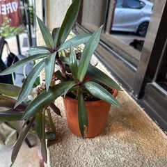 植物2点🪴の画像