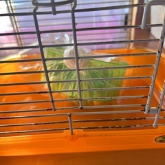 ルックルックフォーチュンミニの画像