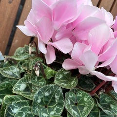 シクラメンの画像