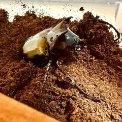 コーカサスオオカブト♂単品の画像