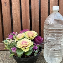 葉牡丹寄植え　ハボタン ガーデニング 花植物の画像