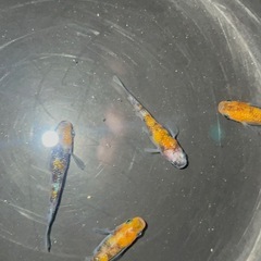 三色サファイア(三色ラメ幹之サファイア系)(種親 作出者 静楽庵様から購入個体直系)おまけあり❗️の画像