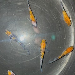 三色サファイア(三色ラメ幹之サファイア系)(種親 作出者 静楽庵様から購入個体直系)おまけあり❗️の画像