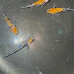 三色サファイア(三色ラメ幹之サファイア系)(種親 作出者 静楽庵様から購入個体直系)おまけあり❗️の画像