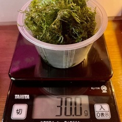 ウィローモス　無農薬　30グラムの画像