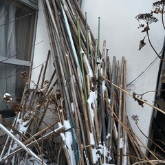 竹　冬囲の画像