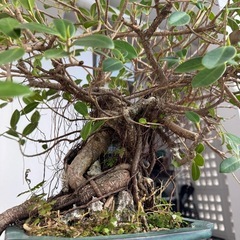 ガジュマル　盆栽の画像