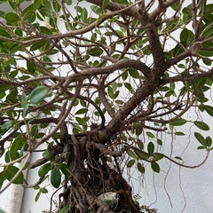 ガジュマル　盆栽の画像