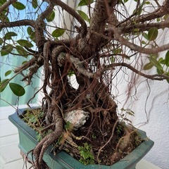 ガジュマル　盆栽の画像