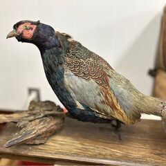 雉の剥製　きじの剥製の画像
