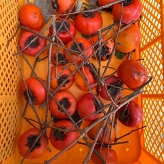 柿　※半分600円でお受けしますの画像