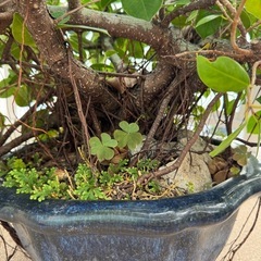 ガジュマル　盆栽の画像