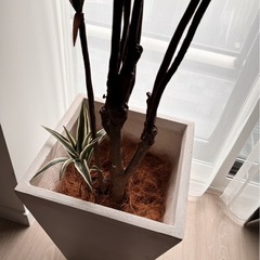 【美品】フェイクグリーン(150cm)の画像