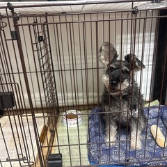 犬用ケージ　中型犬くらいまでの画像