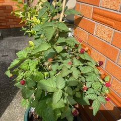 ブラックベリー　木の画像