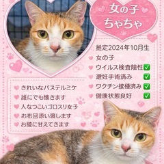 ゴロスリ女子💖パステルミケ🐾個人面会🉑