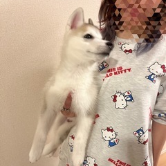 ハスキー里親募集