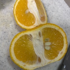 庭で採れたみかんとレモネードあげますの画像