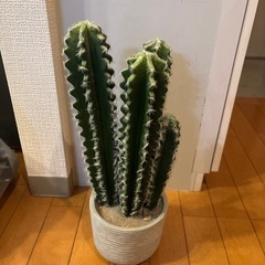サボテン　フェイクグリーンの画像