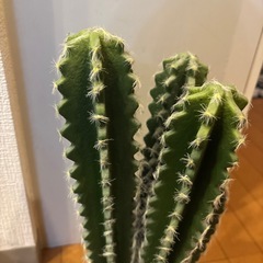 サボテン　フェイクグリーンの画像