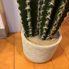 サボテン　フェイクグリーンの画像