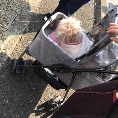 【決まりました】ペットカート ベビーカー わんちゃん用の画像