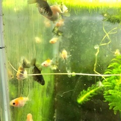 決まりました‼️引き取り限定‼️オランダ、金魚の画像